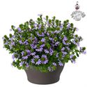 Afbeelding van Hp30 XXL Scaevola Blue